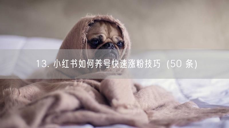 13. 小红书如何养号快速涨粉技巧（50 条）