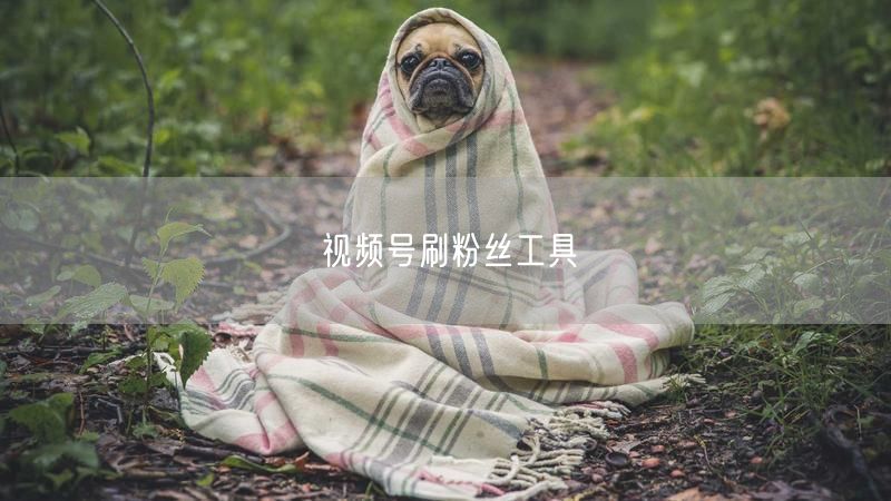 视频号刷粉丝工具